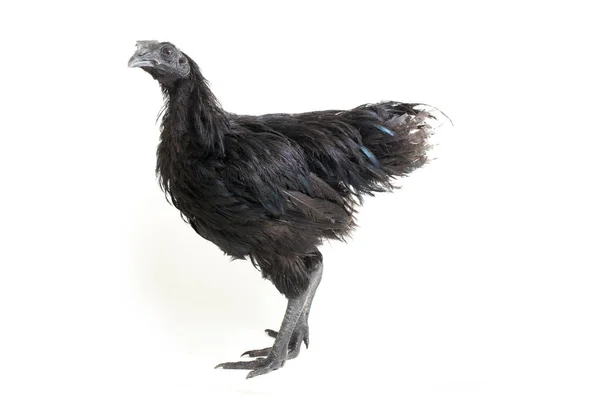 Black Ayam Cemani Kip Geïsoleerd Witte Achtergrond — Stockfoto