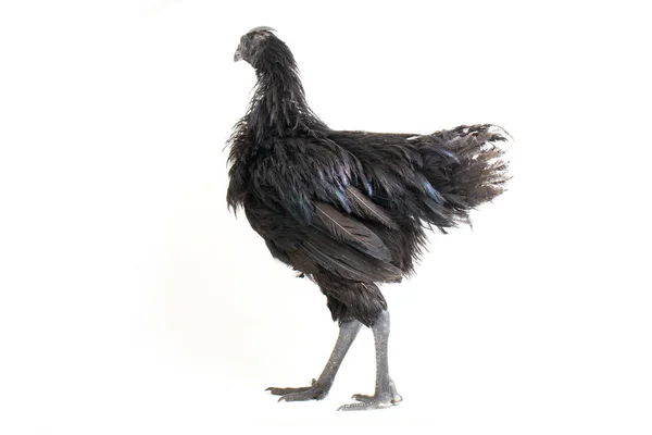 Preto Ayam Cemani Frango Isolado Fundo Branco — Fotografia de Stock