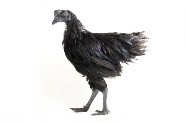 Μαύρο Ayam Cemani Κοτόπουλο Απομονωμένο Λευκό Φόντο — Φωτογραφία Αρχείου