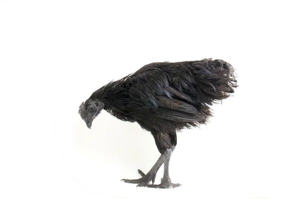 Pollo Negro Ayam Cemani Aislado Sobre Fondo Blanco — Foto de Stock