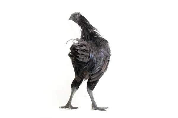 Preto Ayam Cemani Frango Isolado Fundo Branco — Fotografia de Stock