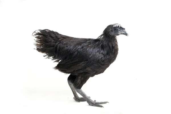 Preto Ayam Cemani Frango Isolado Fundo Branco — Fotografia de Stock