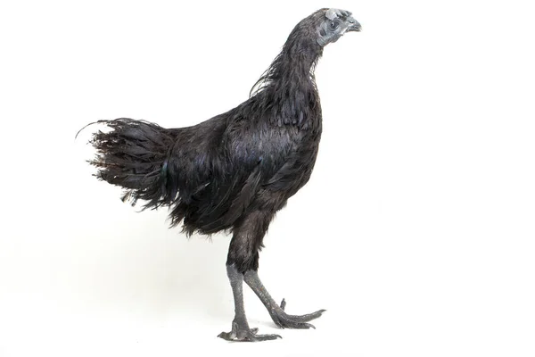 Pollo Negro Ayam Cemani Aislado Sobre Fondo Blanco —  Fotos de Stock