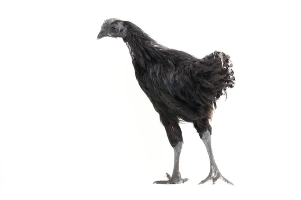 Black Ayam Cemani Kip Geïsoleerd Witte Achtergrond — Stockfoto