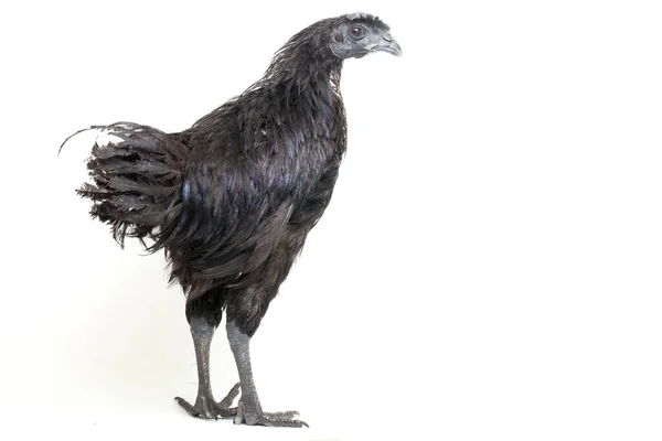 Μαύρο Ayam Cemani Κοτόπουλο Απομονωμένο Λευκό Φόντο — Φωτογραφία Αρχείου