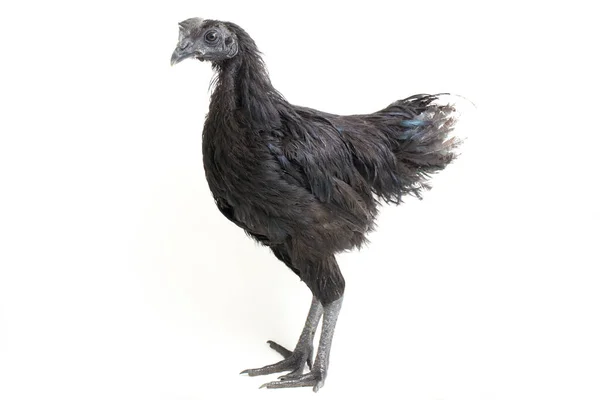 Ayam Hitam Cemani Ayam Diisolasi Pada Latar Belakang Putih — Stok Foto