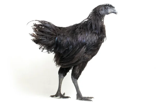 Black Ayam Cemani Kip Geïsoleerd Witte Achtergrond — Stockfoto