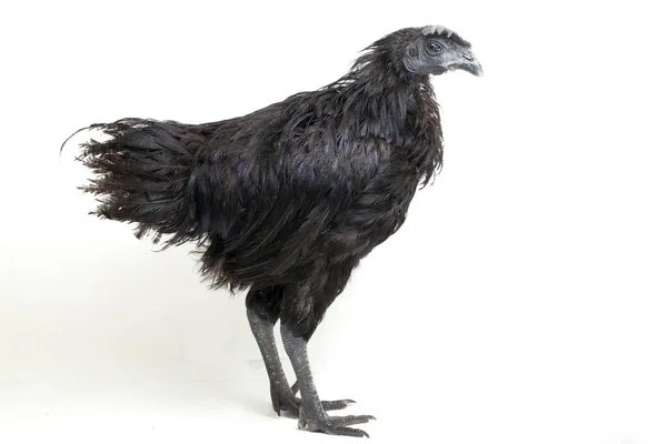 白色背景下分离的黑色Ayam Cemani鸡 — 图库照片