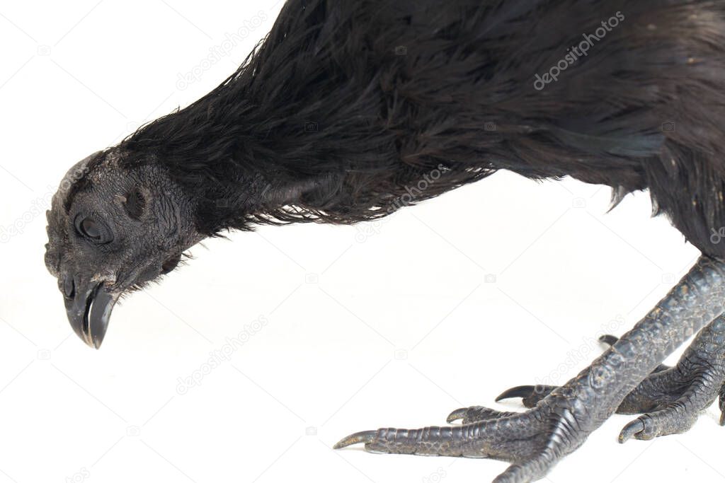 Black Ayam Cemani Chicken isolated on white background.