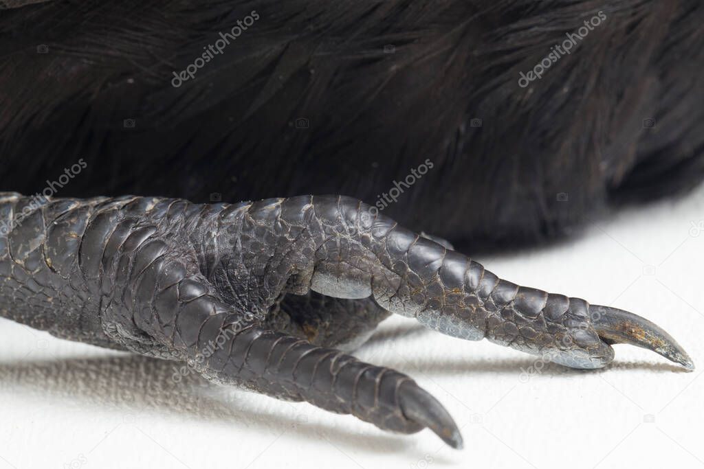 Black Ayam Cemani Chicken isolated on white background.