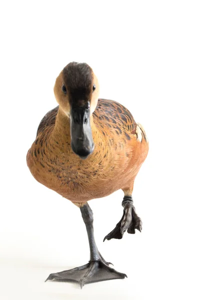 Pato Assobiando Errante Dendrocygna Arcuata Pato Árvore Isolado Fundo Branco — Fotografia de Stock