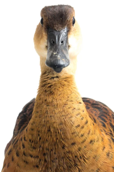 Pato Silbante Errante Dendrocygna Arcuata Pato Árbol Aislado Sobre Fondo —  Fotos de Stock