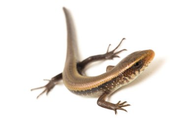 Eutropis multifasciata, Doğu Hindistan kahverengi mabuya, çok çizgili güneş lekesi, çok çizgili cilt, beyaz arka planda izole güneş lekesi