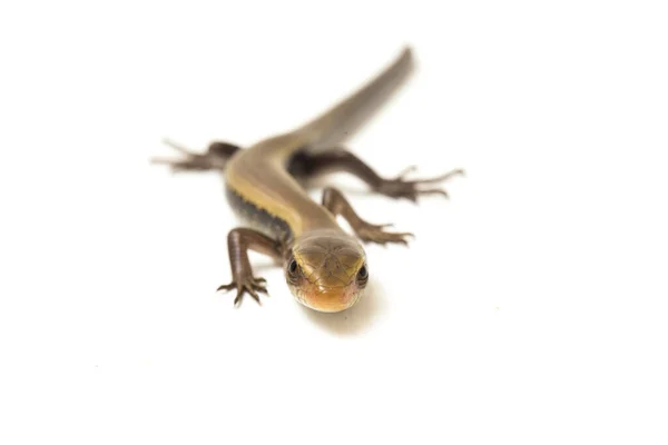 Eutropis Multifasciata East Indian Brown Mabuya Many Lined Sun Skink — Stock Photo, Image