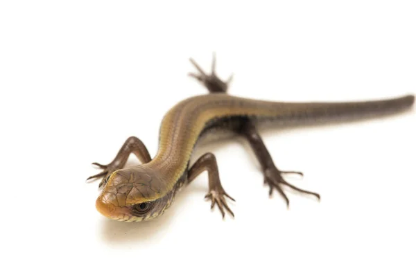 Eutropis Multifasciata East Indian Brown Mabuya Muitos Forrado Skink Sol — Fotografia de Stock