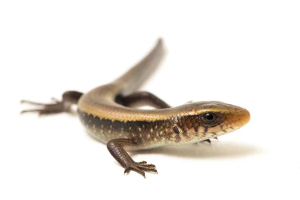 Eutropis Multifasciata East Indian Brown Mabuya Muitos Forrado Skink Sol — Fotografia de Stock