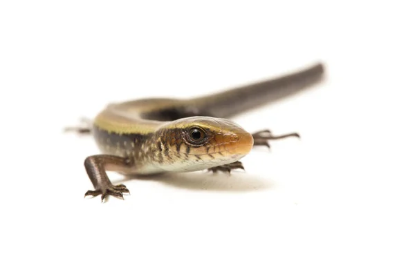 Eutropis Multifasciata East Indian Brown Mabuya Muitos Forrado Skink Sol — Fotografia de Stock