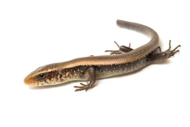 Eutropis multifasciata, Doğu Hindistan kahverengi mabuya, çok çizgili güneş lekesi, çok çizgili cilt, beyaz arka planda izole güneş lekesi