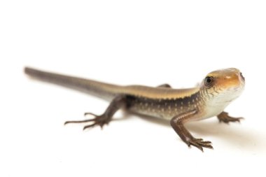 Eutropis multifasciata, Doğu Hindistan kahverengi mabuya, çok çizgili güneş lekesi, çok çizgili cilt, beyaz arka planda izole güneş lekesi