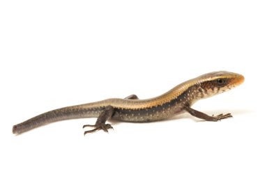 Eutropis multifasciata, Doğu Hindistan kahverengi mabuya, çok çizgili güneş lekesi, çok çizgili cilt, beyaz arka planda izole güneş lekesi