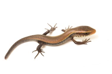 Eutropis multifasciata, Doğu Hindistan kahverengi mabuya, çok çizgili güneş lekesi, çok çizgili cilt, beyaz arka planda izole güneş lekesi