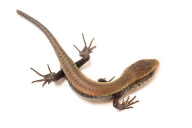 Eutropis multifasciata, Doğu Hindistan kahverengi mabuya, çok çizgili güneş lekesi, çok çizgili cilt, beyaz arka planda izole güneş lekesi