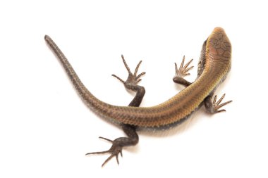 Eutropis multifasciata, Doğu Hindistan kahverengi mabuya, çok çizgili güneş lekesi, çok çizgili cilt, beyaz arka planda izole güneş lekesi