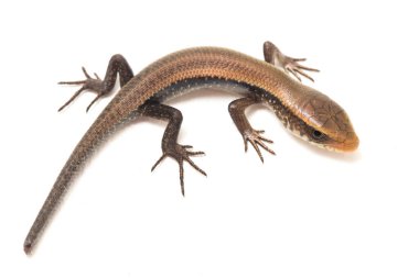 Eutropis multifasciata, Doğu Hindistan kahverengi mabuya, çok çizgili güneş lekesi, çok çizgili cilt, beyaz arka planda izole güneş lekesi