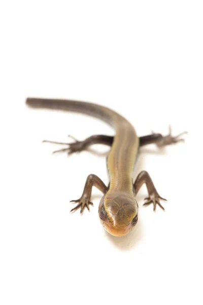 Eutropis Multifasciata Doğu Hindistan Kahverengi Mabuya Çok Çizgili Güneş Lekesi — Stok fotoğraf