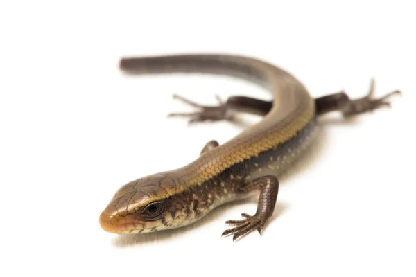 Eutropis Multifasciata East Indian Brown Mabuya Muitos Forrado Skink Sol — Fotografia de Stock