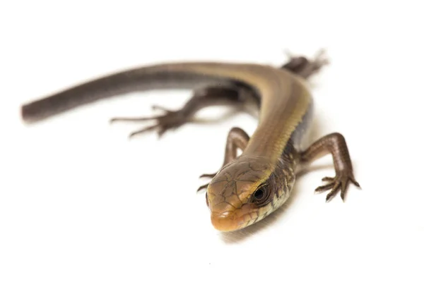 Eutropis Multifasciata East Indian Brown Mabuya Muitos Forrado Skink Sol — Fotografia de Stock