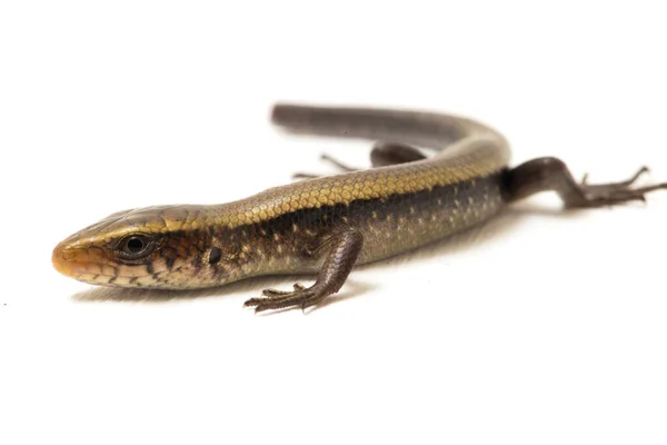 Eutropis Multifasciata Doğu Hindistan Kahverengi Mabuya Çok Çizgili Güneş Lekesi — Stok fotoğraf