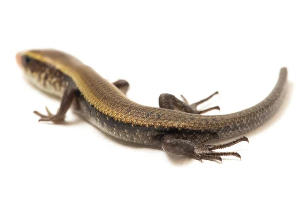 Eutropis Multifasciata East Indian Brown Mabuya Muitos Forrado Skink Sol — Fotografia de Stock