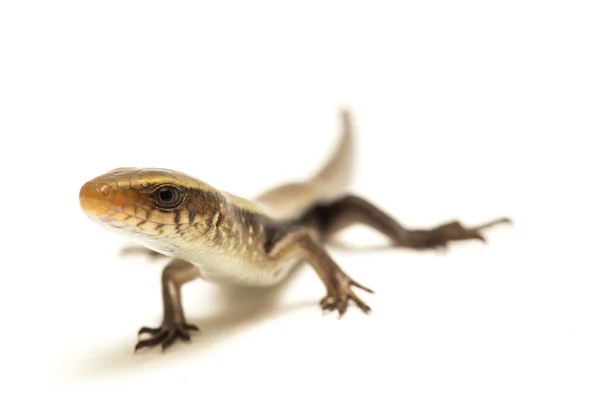 Eutropis Multifasciata East Indian Brown Mabuya Muitos Forrado Skink Sol — Fotografia de Stock