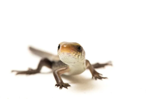 Eutropis Multifasciata Wschodnioindyjska Brązowa Mabuya Skinek Słoneczny Skinek Paski Skinek — Zdjęcie stockowe