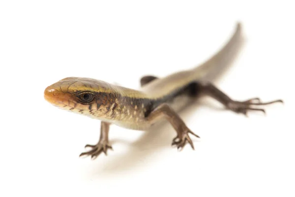 Eutropis Multifasciata East Indian Brown Mabuya Muitos Forrado Skink Sol — Fotografia de Stock