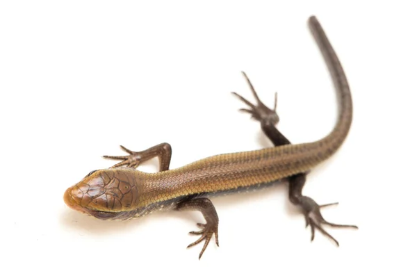 Eutropis Multifasciata East Indian Brown Mabuya Muitos Forrado Skink Sol — Fotografia de Stock