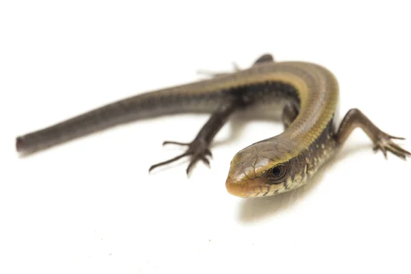 Eutropis Multifasciata East Indian Brown Mabuya Many Lined Sun Skink — Stock Photo, Image