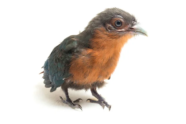 Malkoha Peito Castanho Phaenicophaeus Curvirostris Isolado Sobre Fundo Branco — Fotografia de Stock