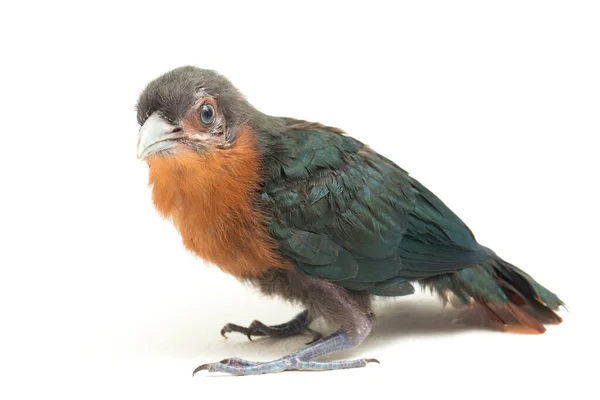 Chestnut Breasted Malkoha Phaenicophaeus Curvirostris Isolated White Background — Stock Photo, Image