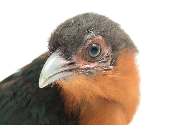 Chestnut Breasted Malkoha Phaenicophaeus Curvirostris Isolated White Background — Stock Photo, Image