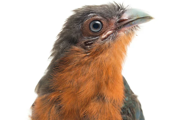 Malcoha Pecho Castaño Phaenicophaeus Curvirostris Aislada Sobre Fondo Blanco — Foto de Stock