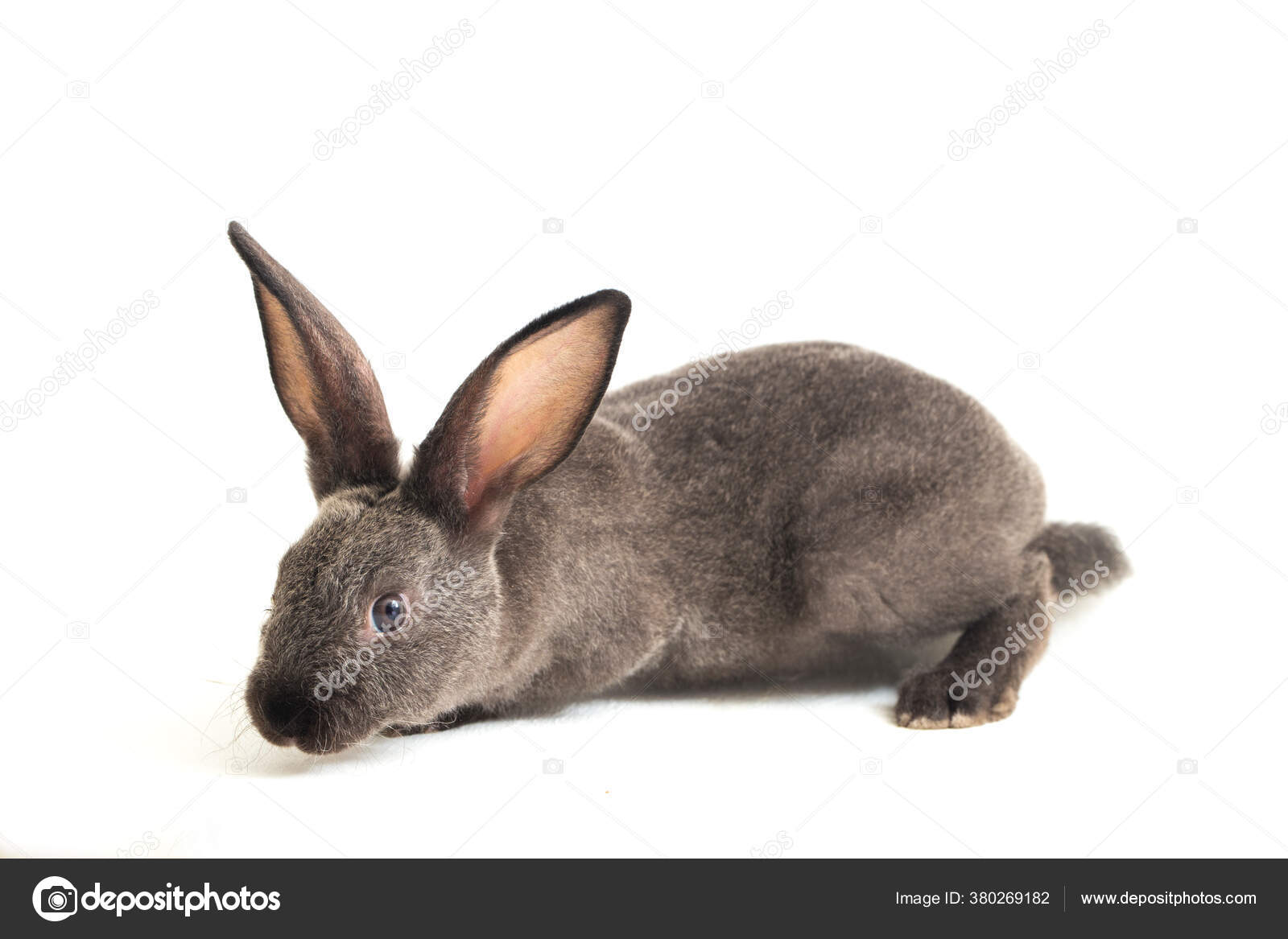 Conejo Gris Rex Aislado Sobre Fondo Blanco — Foto de stock #380269182 ©  dwiputra18@gmail.com, image size:1600x1167