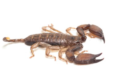 Cüce orman akrebi (Liocheles sp.) beyaz arkaplanda izole