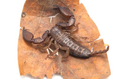 Cüce orman akrebi (Liocheles sp.) beyaz arkaplanda izole