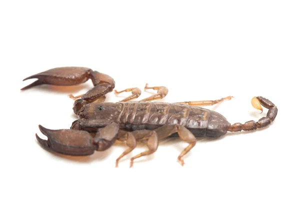 Dwarf Wood Scorpion Liocheles Isolated White Background — Stock Photo, Image