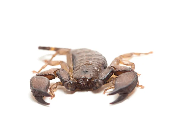 Dwarf Wood Scorpion Liocheles Isolated White Background — Stock Photo, Image