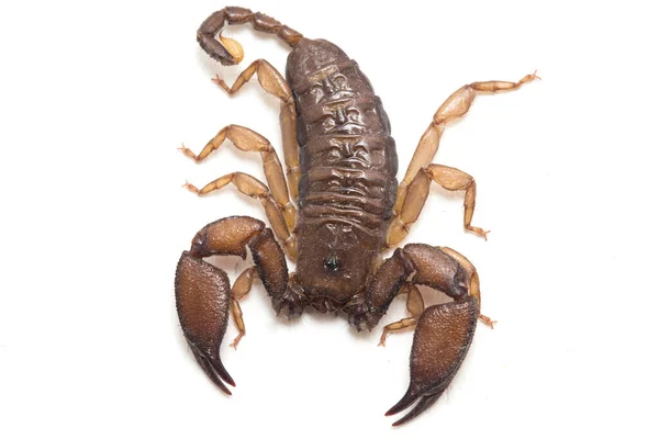 Scorpion Nain Des Bois Liocheles Isolé Sur Fond Blanc — Photo