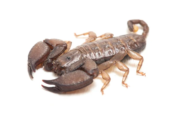 Dwarf Wood Scorpion Liocheles Isolated White Background — Stock Photo, Image