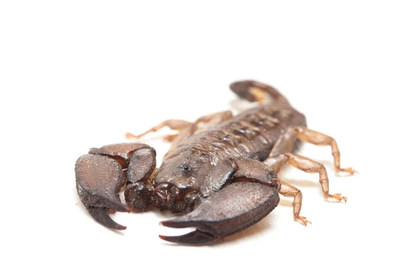 Scorpion Nain Des Bois Liocheles Isolé Sur Fond Blanc — Photo